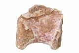 Triassic Fossil Avemetatarsalian (Dromomeron) Vertebra - Texas #322747-1